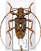 Oedopeza leucostigma, ♂ [JPRC], Acanthocinini, French Guiana