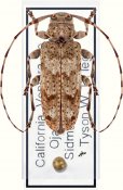 Sternidocinus barbarus, ♀ [JPRC], Acanthocinini, Western United States (California)