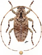 Eleothinus sp., ♀ [JPRC], Acanthocinini, Mexico (Quintana Roo)