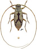 Paroecus sp., ♀ [JPRC], Acanthocinini, Central America (Panama)