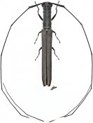 Anauxesis kolbei, ♂, Agapanthiini, Gabon