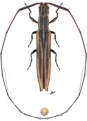 Hippopsis ocularis, ♀ [JPRC], Agapanthiini, French Guiana