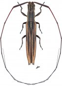 Hippopsis ocularis, ♀ [JPRC], Agapanthiini, French Guiana