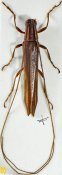 Pseudocalamobius proximus, ♂, Agapanthiini, West Bengal