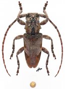 Idactus lateralis, ♂, Ancylonotini, Kenya