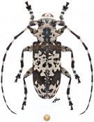 Lasiopezus nigromaculatus, ♀ [JPRC], Ancylonotini, Kenya