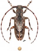 Prosidactus bartolozii, ♂, Ancylonotini, Djibouti