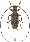 Scaposophroniella flavomarmorata, ♀ [JPRC], Ancylonotini, Gabon