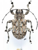 Thryallis undatus, ♀ [JPRC], Anisocerini, Mexico (Oaxaca)