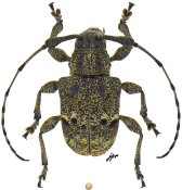 Anisocerini &bull; Thryallis maculosus &bull; ♂