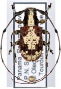 Caciomorpha palliata, ♂, Anisocerini, Panama
