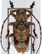 Falsidactus vittatus, ♀ [JPRC], Ancylonotini, R. D. Congo