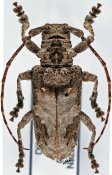 Idactus spinipennis, ♀ [JPRC], Ancylonotini, Djibouti