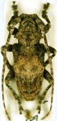 Idactus ellioti fasciculosus, ♂ [JPRC], Ancylonotini, Kenya