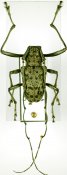 Latisternum macropus, ♂, Ancylonotini, Cameroon