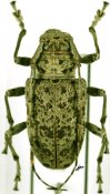 Latisternum macropus, ♀, Ancylonotini, Cameroon