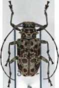 Latisternum macropus, ♀, Ancylonotini, Ivory Coast