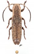 Adetus bacillarius, ♀ [JPRC], Apomecynini, Mexico (Quintana Roo)