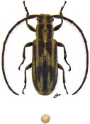 Amphicnaeia lineata, ♀ [JPRC], Apomecynini, French Guiana