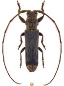 Apomecynini • Dolichosybra tubericollis • ♀