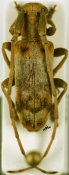 Eunidia sp., ♀ [JPRC], Eunidiini, Zimbabwe