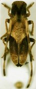 Eunidia spinicornis, ♀ [JPRC], Eunidiini, Mozambique