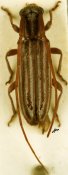 Eunidia sp., ♀ [JPRC], Eunidiini, Tanzania