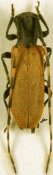 Eunidia annulata, ♀, Eunidiini, Kenya