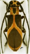 Eunidia euzonata, ♀ [JPRC], Eunidiini, Mozambique