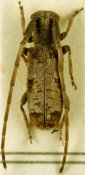 Eunidia forticornis, ♀ [JPRC], Eunidiini, Somalia