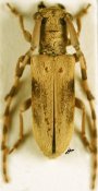 Eunidia fuscomaculata, ♀ [JPRC], Eunidiini, Kenya