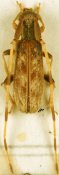 Eunidia quadricincta, ♀ [JPRC], Eunidiini, Kenya