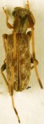 Eunidia quadricincta, ♀ [JPRC], Eunidiini, Somalia