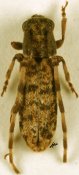 Eunidia rufolineata, ♂ [JPRC], Eunidiini, Kenya
