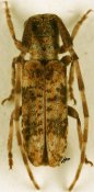 Eunidia rufolineata, ♂ [JPRC], Eunidiini, Kenya