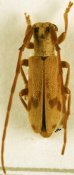 Eunidia similis, ♂, Eunidiini, Togo