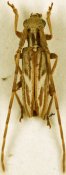 Eunidiini • Eunidia brunneopunctata strigatoides • ♂