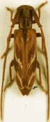 Eunidia strigata, ♀, Eunidiini, Zimbabwe