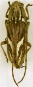 Eunidia brunneopunctata strigatoides, ♀ [JPRC], Eunidiini, Tanzania