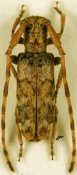 Eunidia trifasciata, ♂ [JPRC], Eunidiini, Kenya