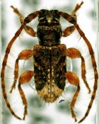 Sarillus pygmaeus, ♂, Apomecynini, Quintana Roo