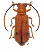 Astathini • Hispastathes ferruginea • ♀