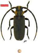 Callia inflexa, paratype ♂ [JPRC], Calliini, French Guiana