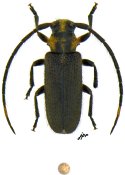 Callia sp., ♂ [JPRC], Calliini, French Guiana
