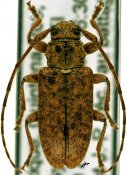 Paradrycothaea pilosicornis, ♀ [JPRC], Calliini, Mexico (Quintana Roo)