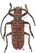Cochliopalpus suturalis, ♂ [JPRC], Ceroplesina, Zambia