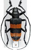 Ceroplesina • Ceroplesis analeptoides • ♂