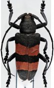 Ceroplesis bicincta, ♀ [JPRC],  Ceroplesina, R. P. Congo