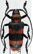 Ceroplesina • Ceroplesis calabarica calabarica • ♀