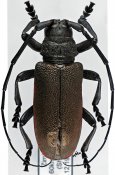 Ceroplesis ferrugator marginalis, ♂ [JPRC], Ceroplesina, Zimbabwe